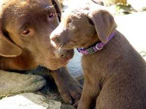 Echo and her pup